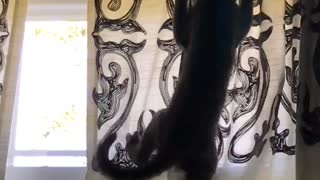 Black cat climbing window curtain and falling down