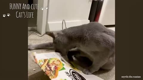 Cats are the worst destroyers - Funny Cats Video