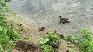 Mother protected her ducklings very well