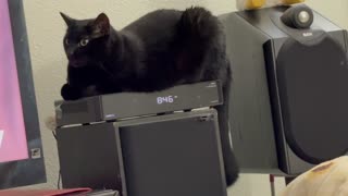 Adopting a Cat from a Shelter Vlog - Cute Precious Piper Guards the TV While Sitting on Her Tuffet