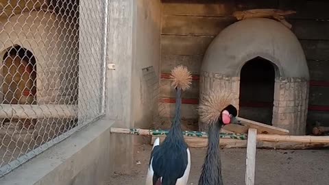 Cute The crowned bird Cranes