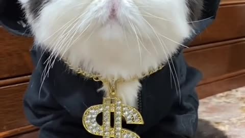 🐱 🐾 Best Funny Cat Videos 2021 🐾 OMG So Cute Cats - Gangster Cat Video