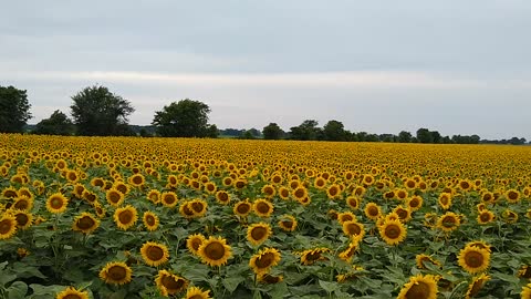 Sunflower fields. Snook, Texas 2020