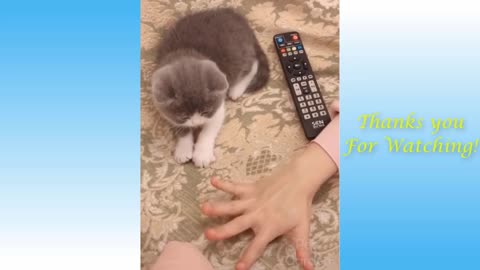 Funny Pets videos. Dog playing with cat 💖🤩