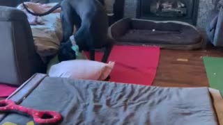 Great Dane Versus Body Pillow