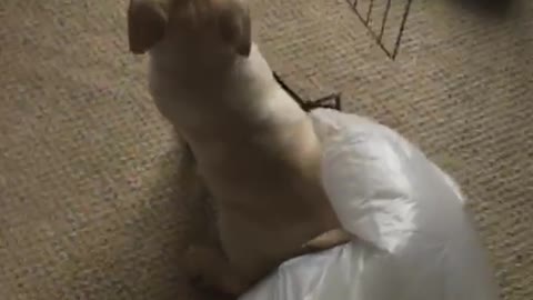 Puppy pulling large trash bag