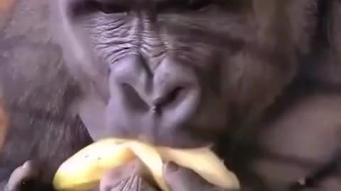 Gorilla be like "Hold my banana!"