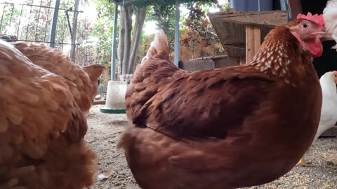 Backyard Chickens Fun Relaxing Hens Roosters Sounds Noises!