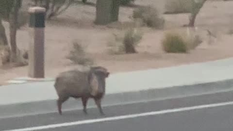 Javelina Family Crosses Street