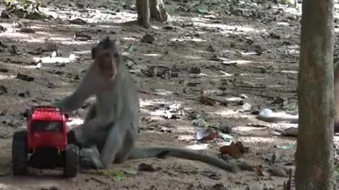 Monkey masti