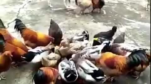 Dog vs Chicken