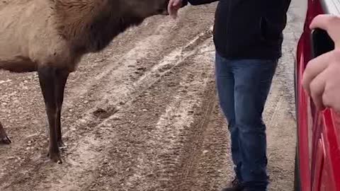 Getting Friendly with Elk