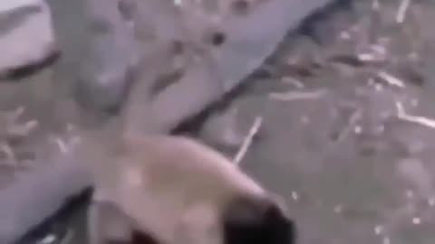 Dog and monkey fight vedio