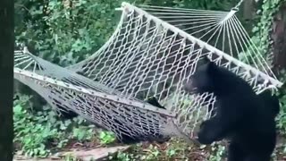 Young Bears Trying to Get Into a Hammock - So Funny