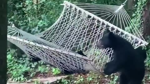 Young Bears Trying to Get Into a Hammock - So Funny