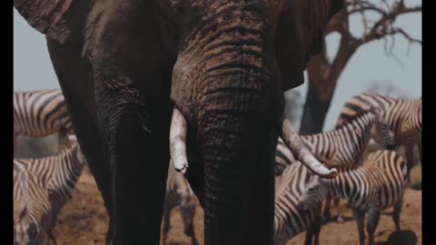 Big elephant short video from wildlife sanctuary|#elephant #wildlife