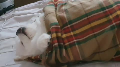 A puppy wakes up with a sound of snoring
