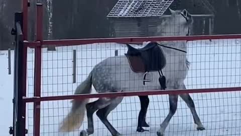 Beautiful horse