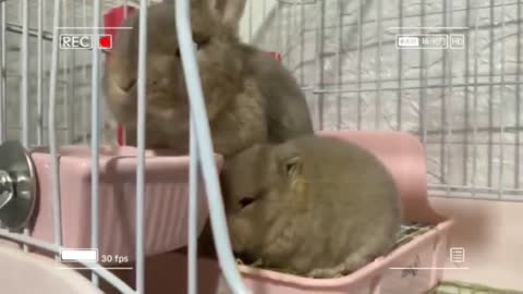 Two cute little rabbits
