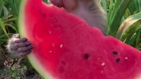 Eating Watermelon🍉🍉🍉