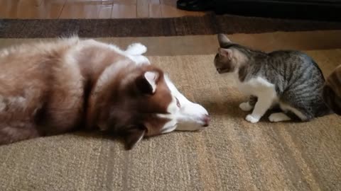 Cat Bullies a Husky
