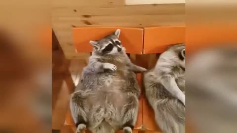 The Best of the Raccoons Compilation