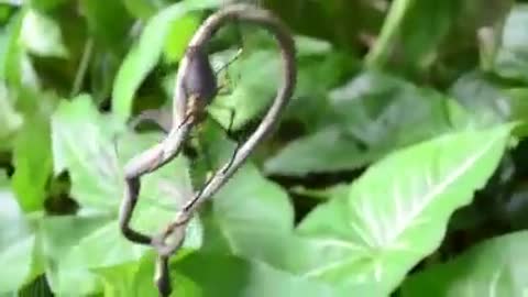 Snake vs spider fight