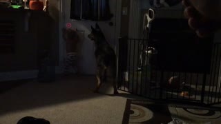 German Shepherd Puppy and Baby try to catch laser light
