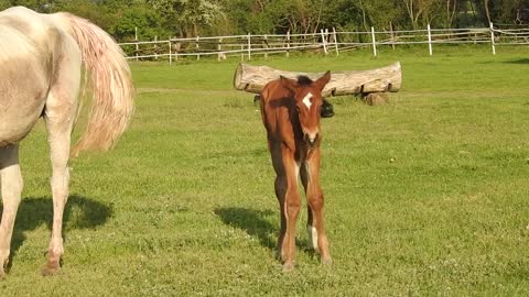 Baby horse with here Mother