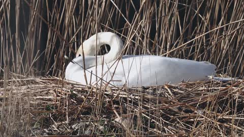 goose-canada-goose-waterfowl-birds