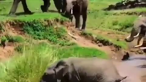 Elephant calf almost drowned