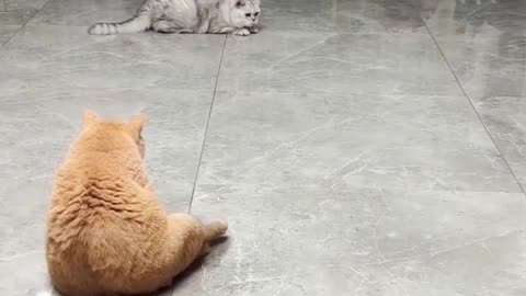 Funny Cute cat gameplay