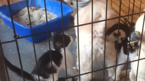 White dog playing with cats in cage