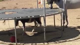 White horse chews on black trampoline