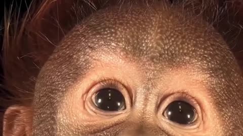 Meet Taavi, a five-month old baby orangutan 🦧