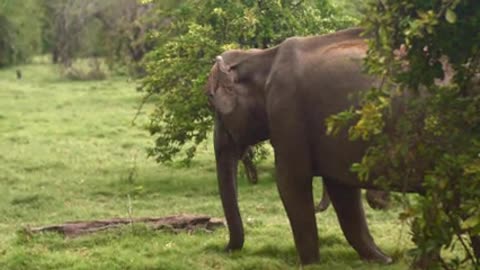 Elephant Eating Grass