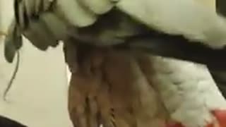 Amarous parrot is truly in love with his human