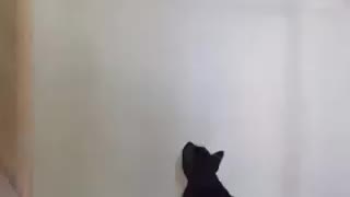 Cat gets fooled