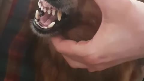 Angry dog gone funny,dog funny video