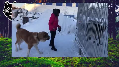 Real Canadian Wolf vs Alabai dog reaction test