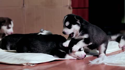 Husky's sleepy..