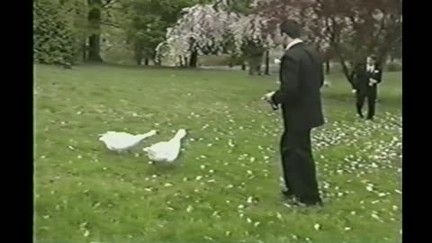 Two Geese Attack Groomsmen At Wedding