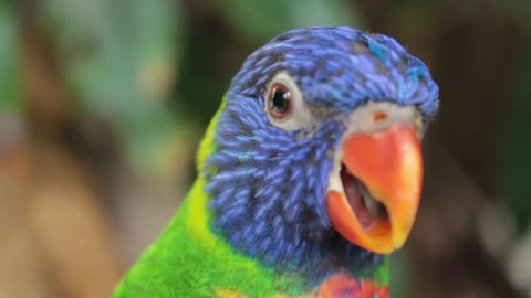 Beautiful colorful parrot bird