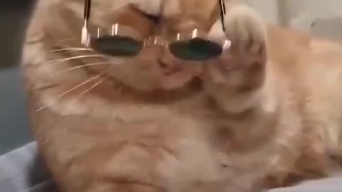 Cute Cat Taking Off His Glasses