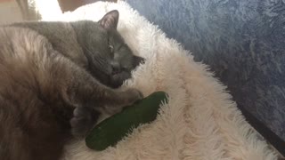 Weirdo Cat Hugs And Cuddles Cucumber For Nap Time