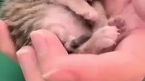 Newborn Kitten Snoozes
