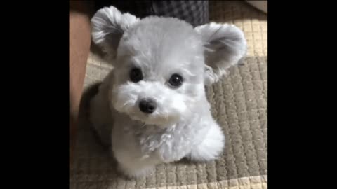 Very cute dog gif video