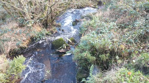 Black Burne Brook