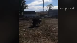 Funny dogs and cow funny moments 🥰🥰🥰