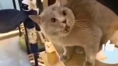 Funny Video-- The Cat is Singing